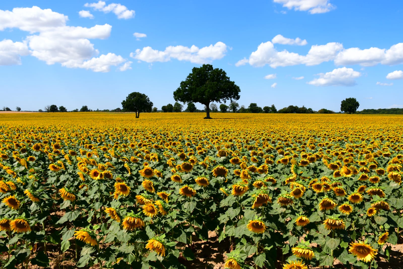 Mont et Marré, fields of sunflowers